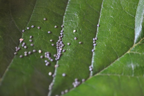 Silkworm eggs